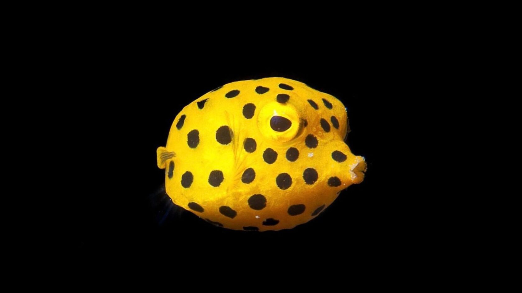 Yellow tropical boxfish with black spots